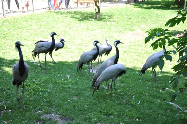min 2013 07 06 beauval 257